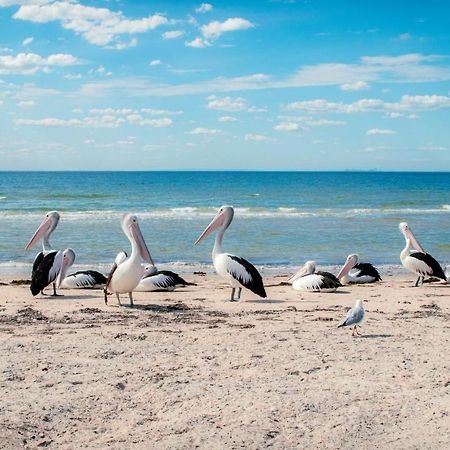 فندق Bellarine Bayside بورترلينجتون المظهر الخارجي الصورة