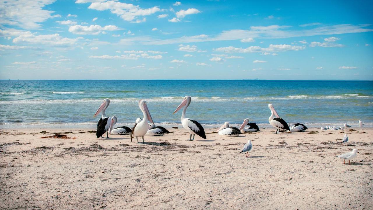 فندق Bellarine Bayside بورترلينجتون المظهر الخارجي الصورة